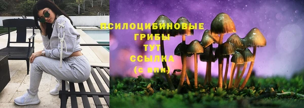 крисы Абаза